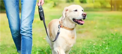 5 Essential Items You Need When Walking Your Dog
